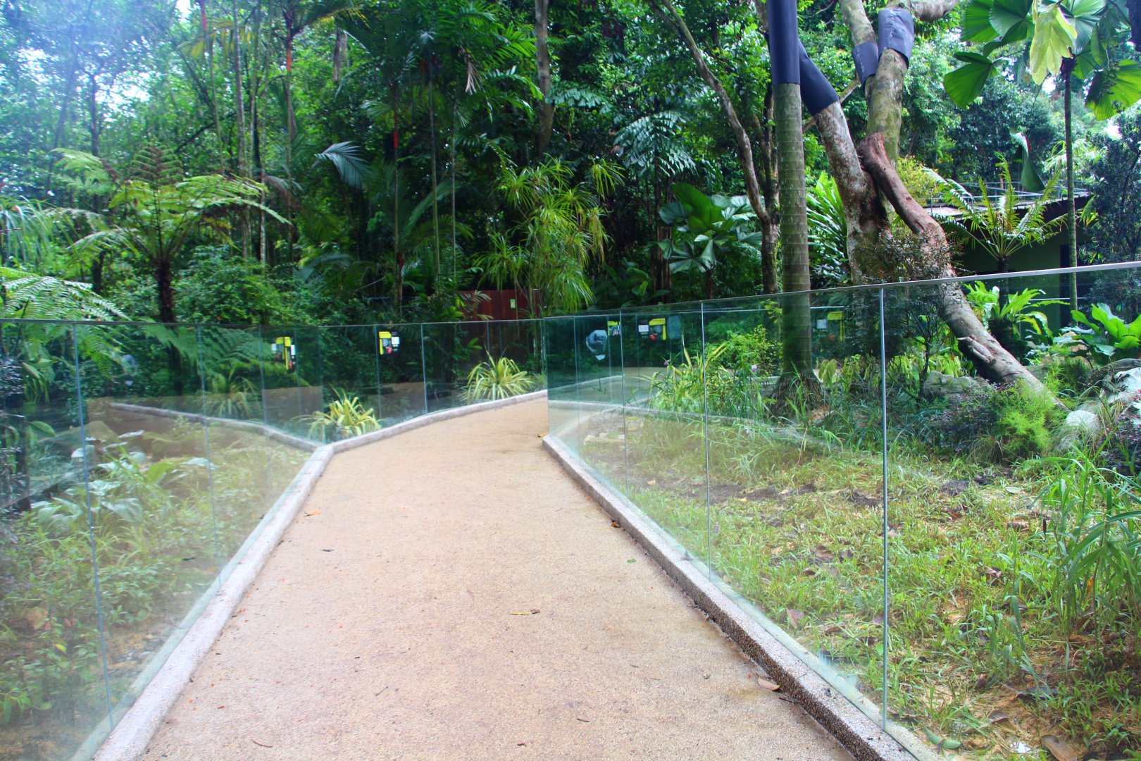 RepTopia - Indo-Pacific