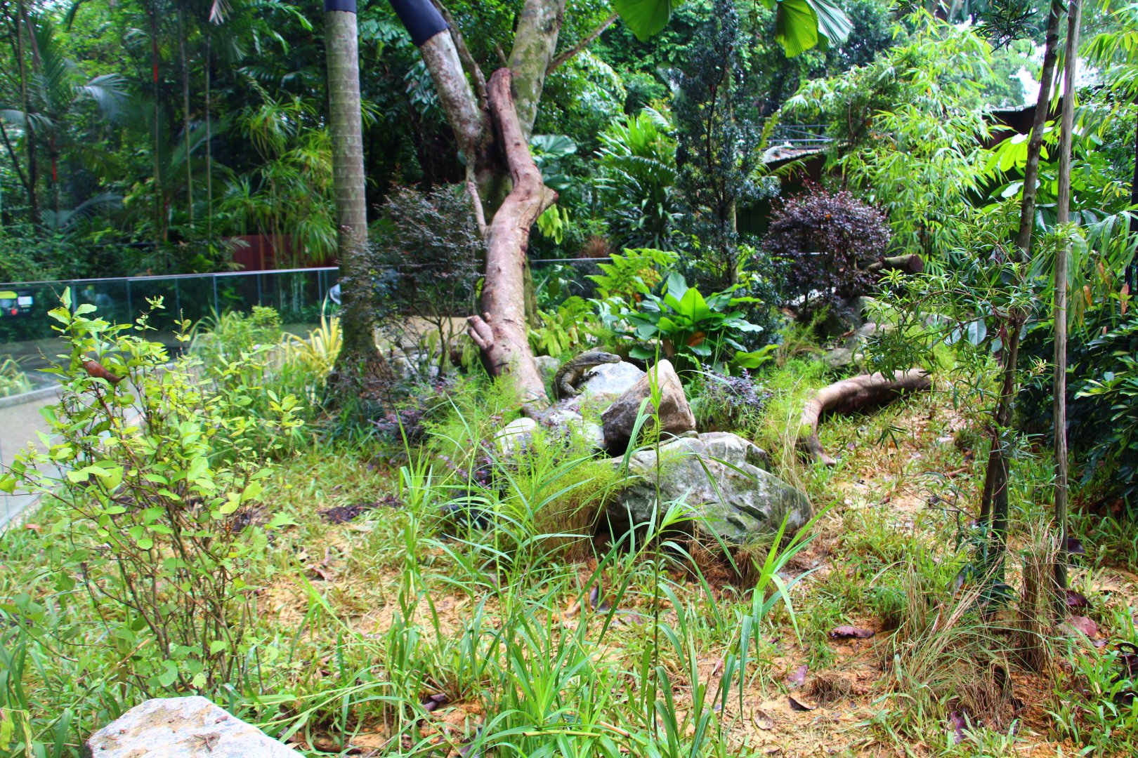 RepTopia - Indo-Pacific