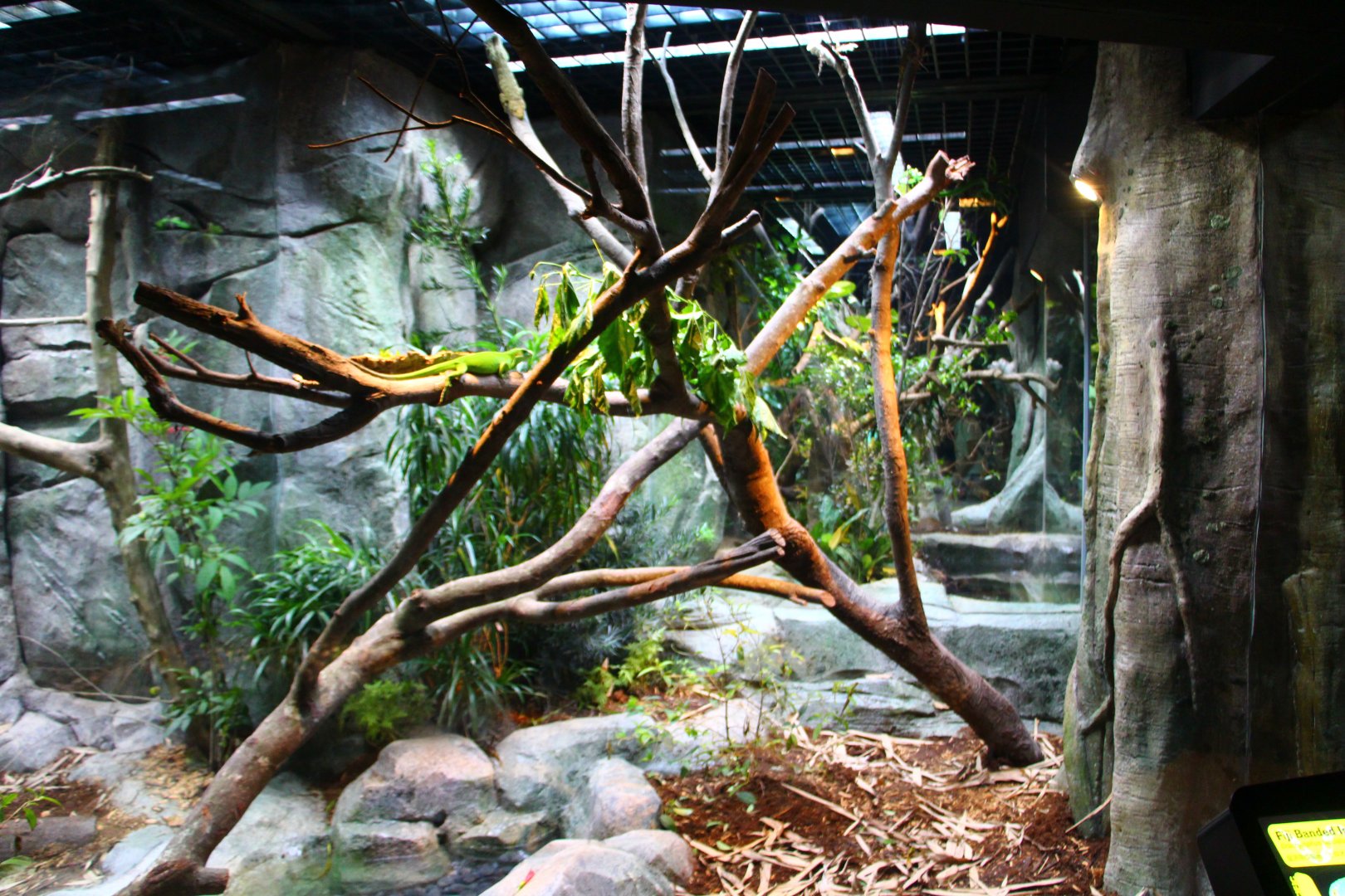 RepTopia - Indo-Pacific