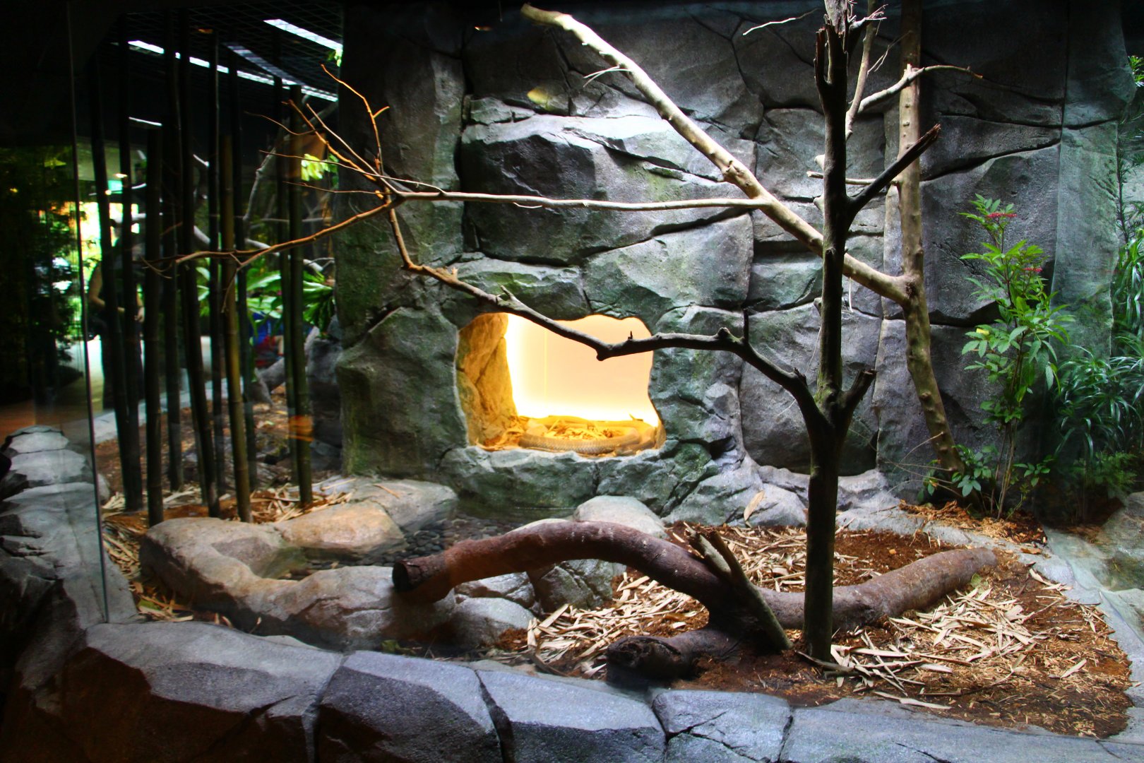 RepTopia - Indo-Pacific