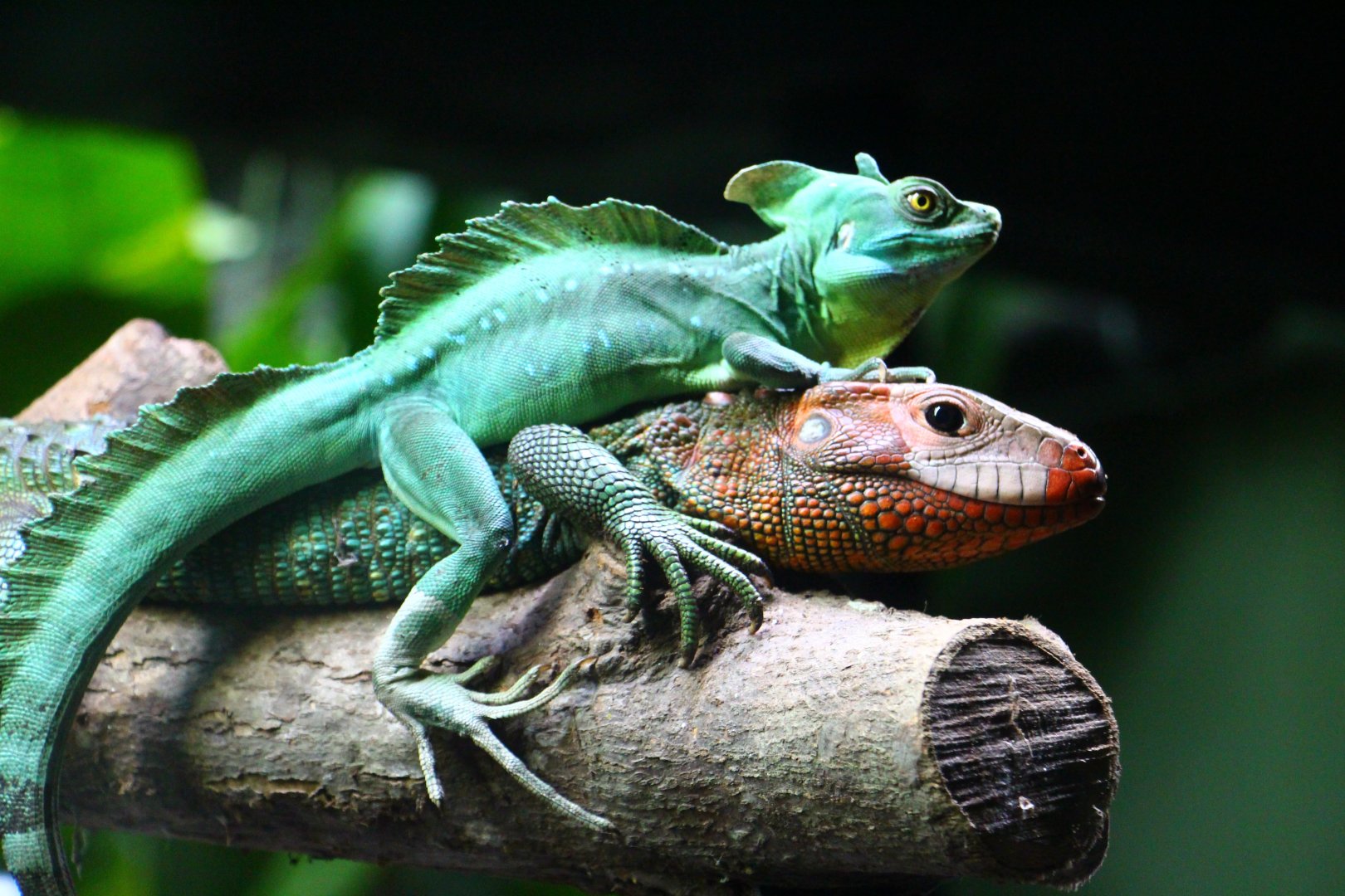 RepTopia - Interspecies Interaction 1