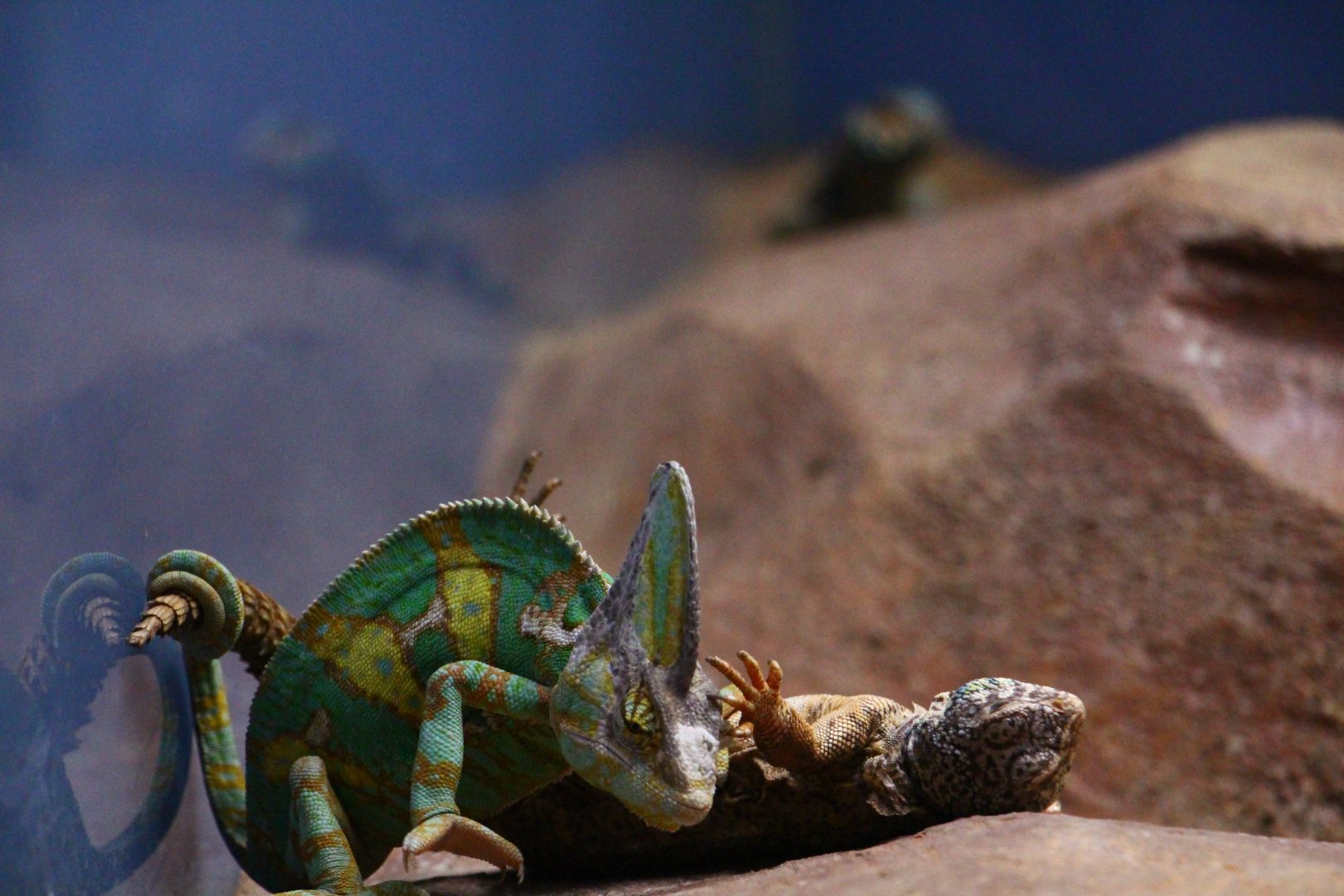 RepTopia - Interspecies Interaction 2