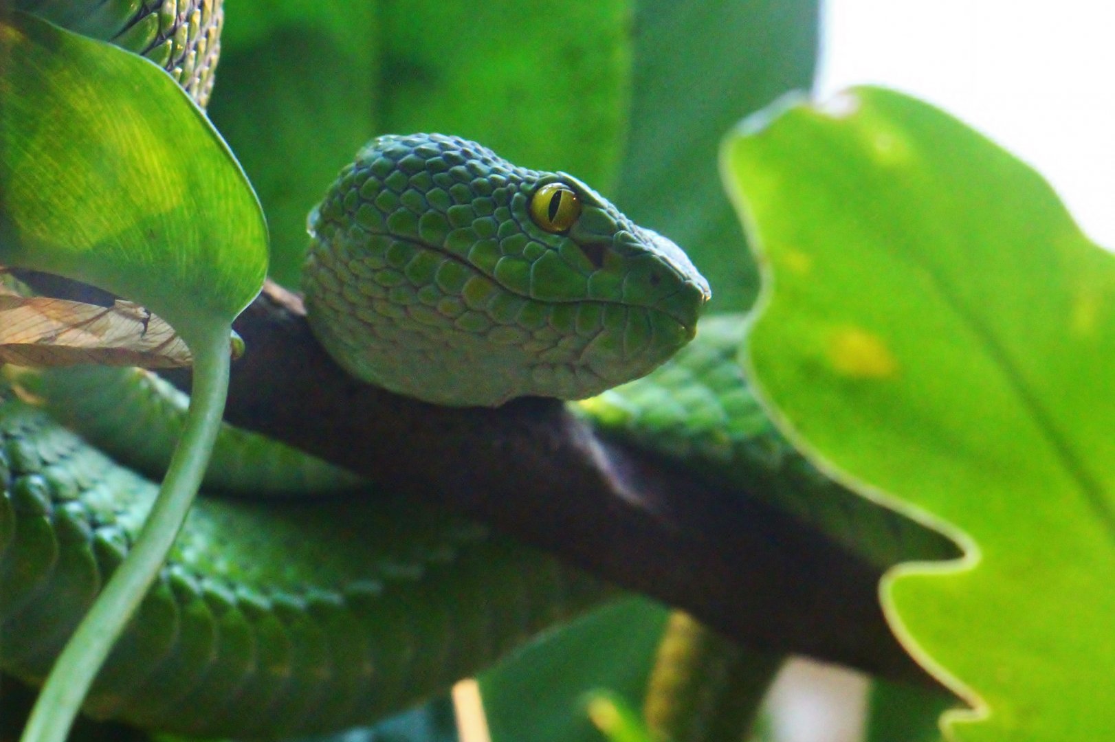 RepTopia - Large-eyed Pit Viper (Trimeresurus macrops)