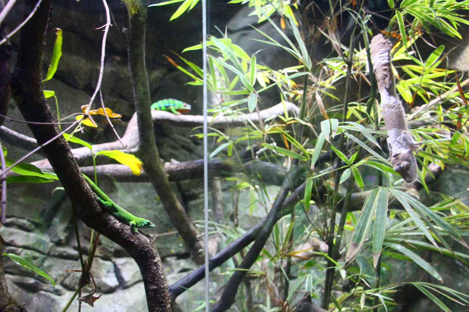 RepTopia - Madagascan lizards