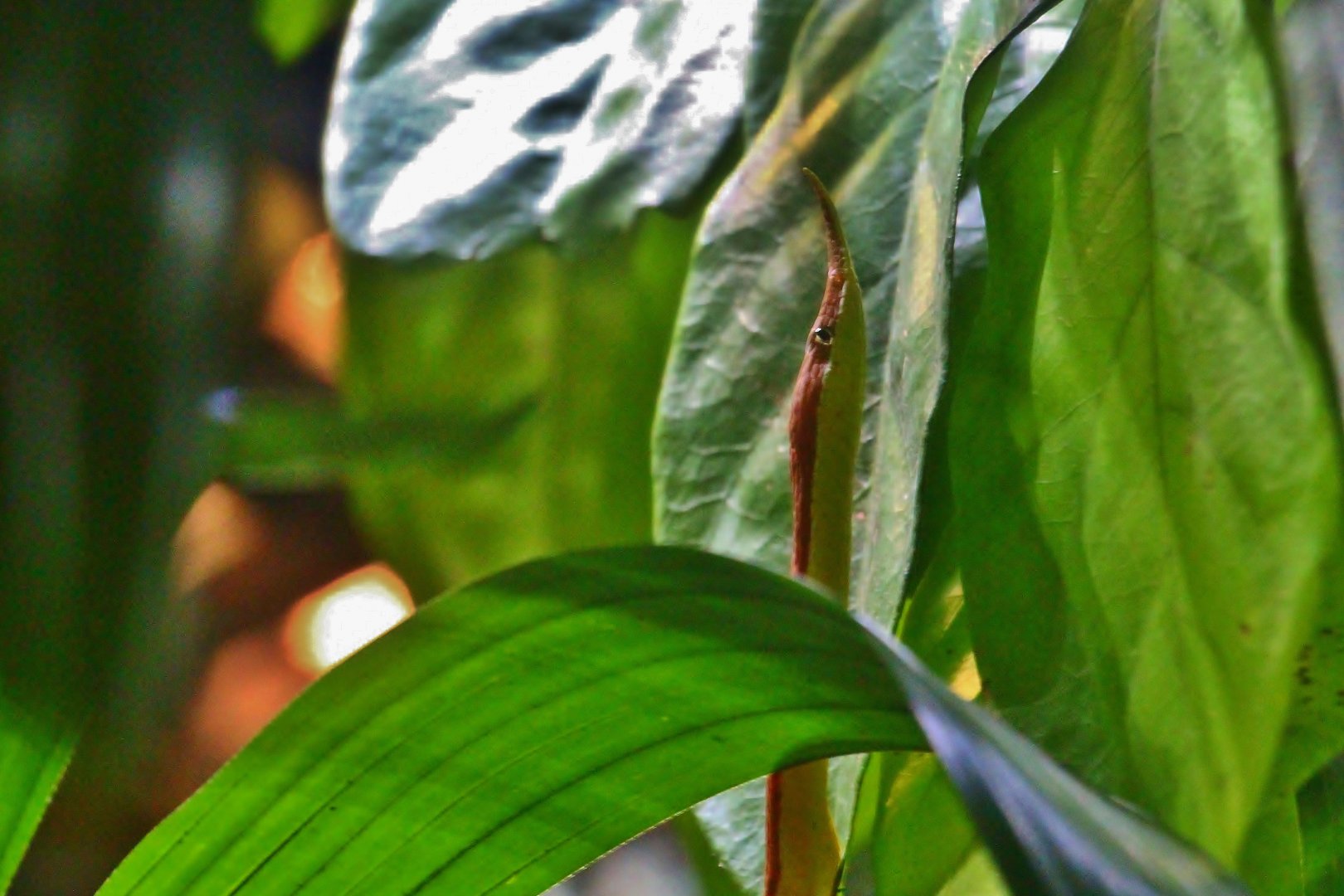 RepTopia - Malagasy Leaf-nosed Snake (Langaha madagascariensis)