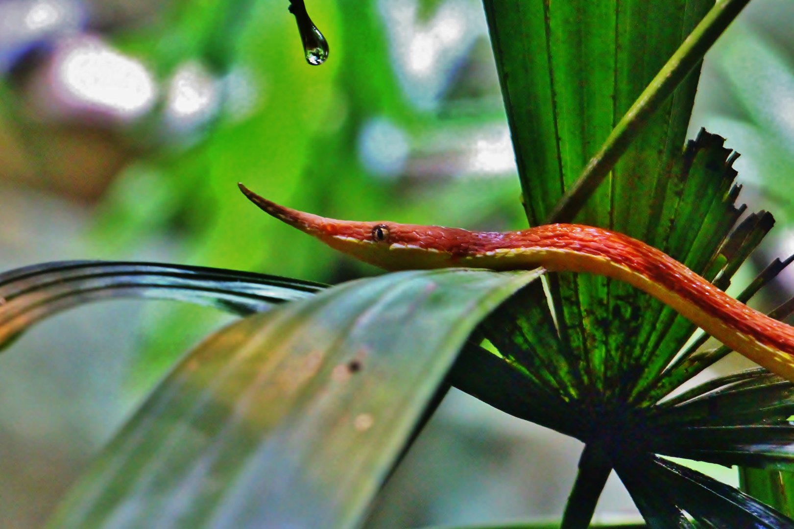 RepTopia - Malagasy Leaf-nosed Snake (Langaha madagascariensis)