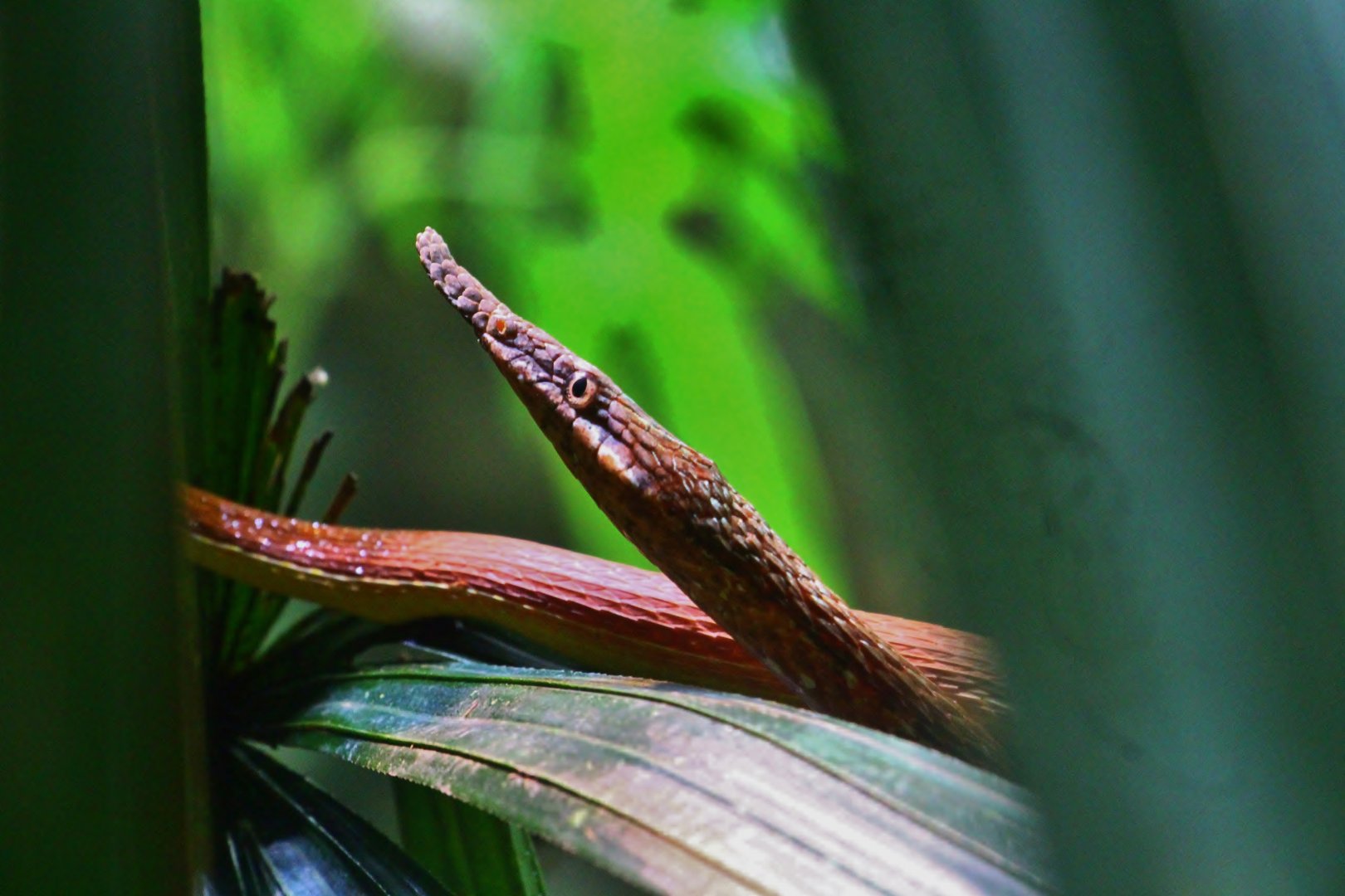 RepTopia - Malagasy Leaf-nosed Snake (Langaha madagascariensis)