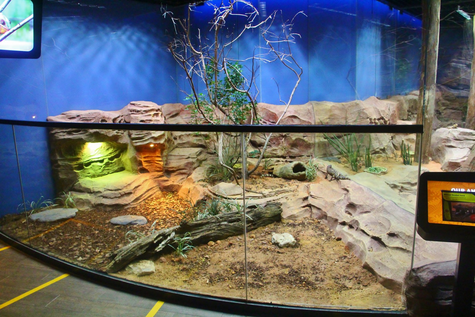 RepTopia - Mexican Beaded Lizard exhibit