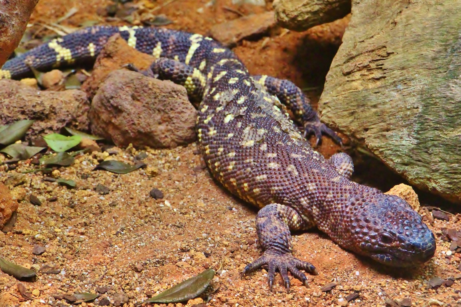 RepTopia - Mexican Beaded Lizard (Heloderma horridum horridum)
