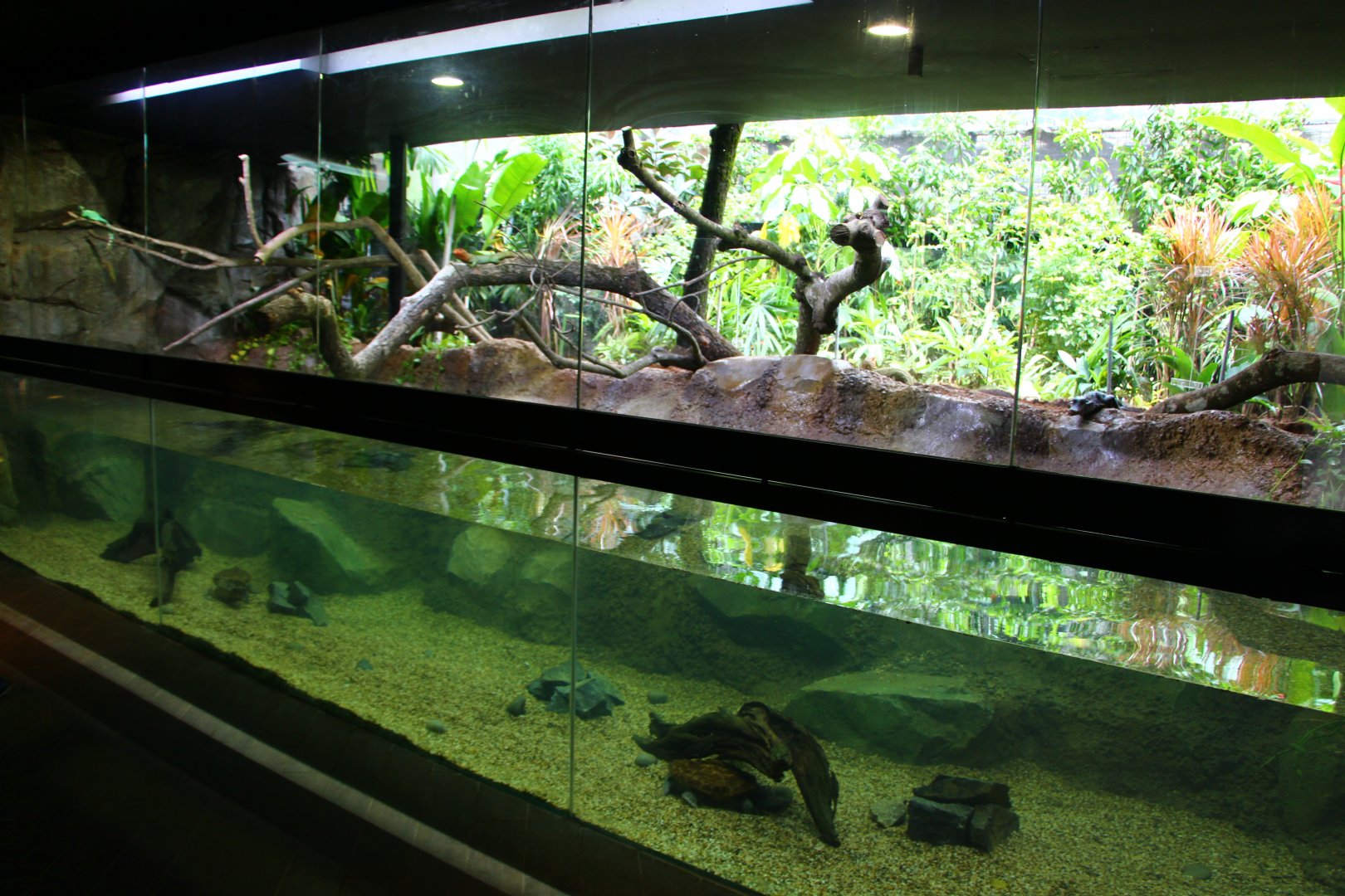 RepTopia - Neotropical Rainforests