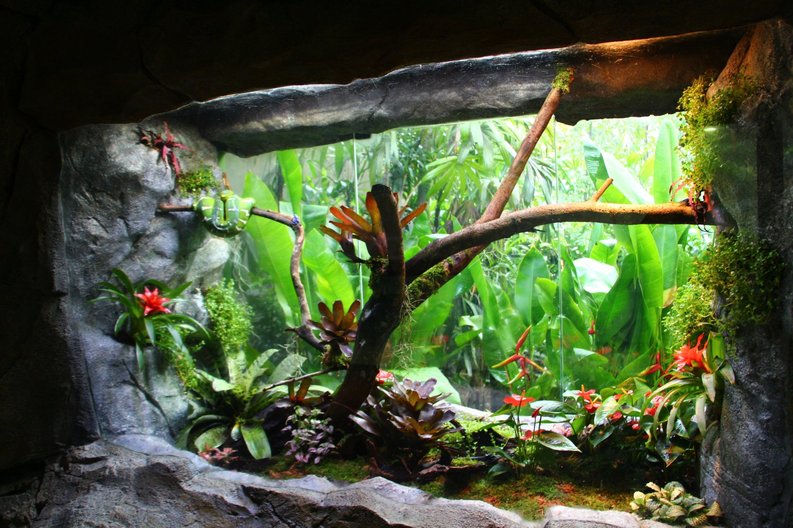 RepTopia - Neotropical Rainforests