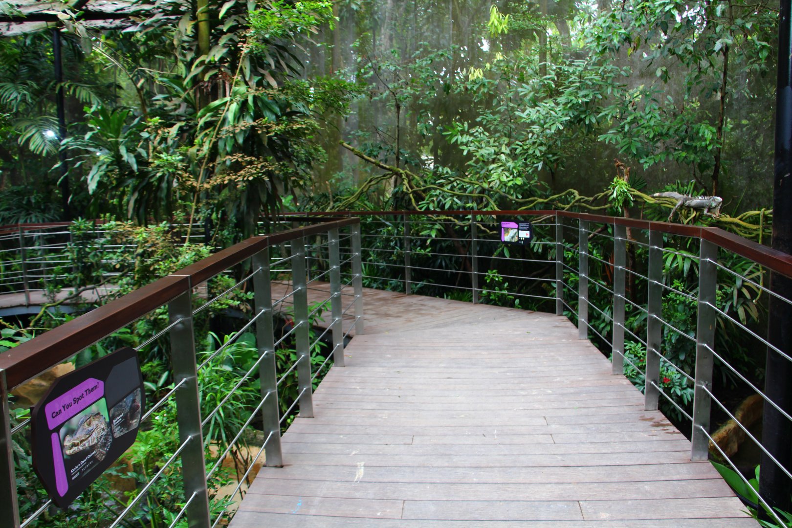 RepTopia - Neotropical Rainforests