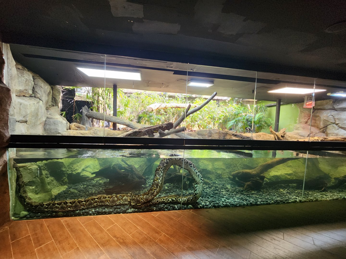 Reptopia Neotropical Tank