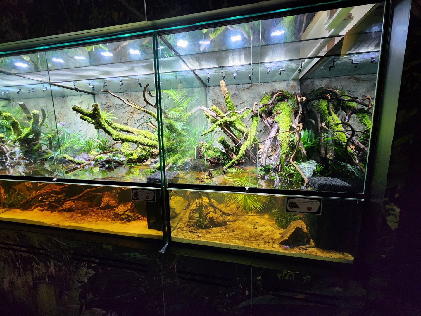 Reptopia paludariums