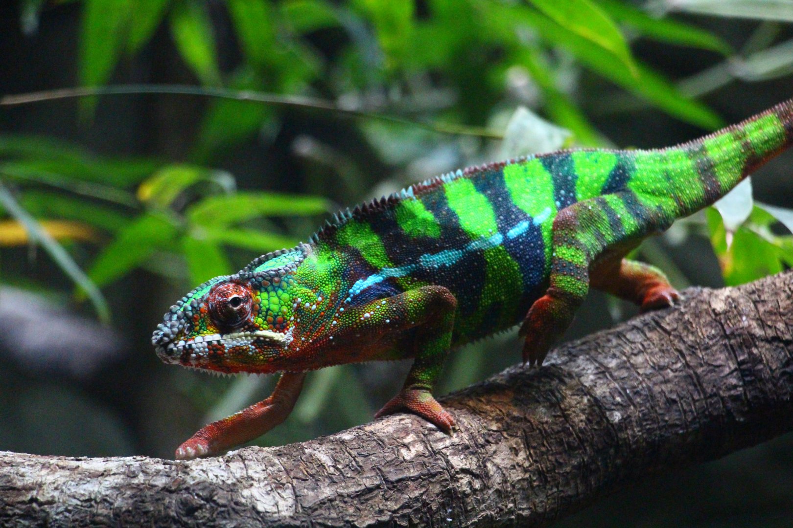 RepTopia - Panther Chameleon