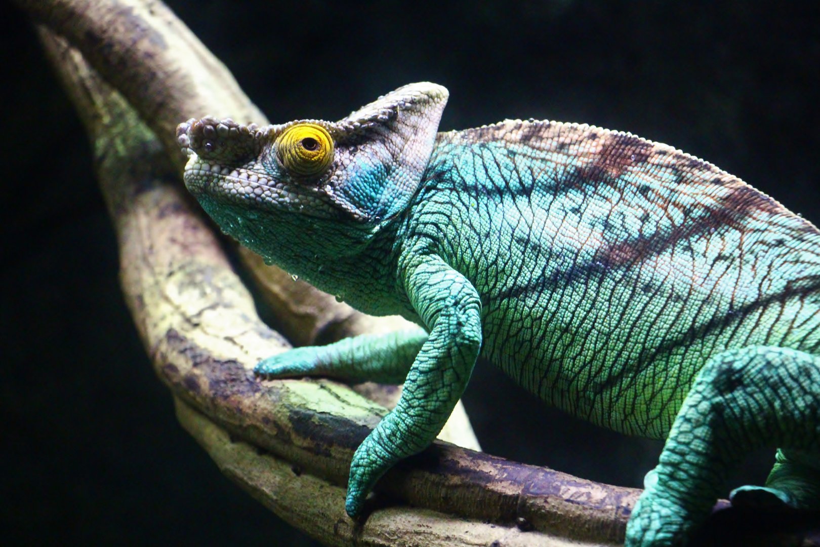 RepTopia - Parson's Chameleon