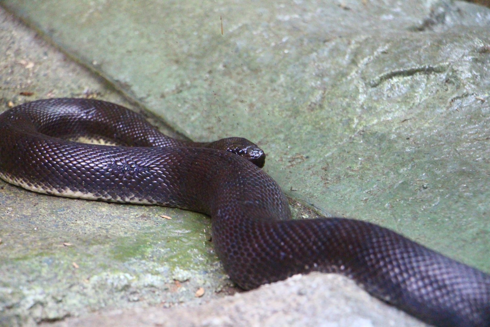 RepTopia - Puff-faced Water Snake