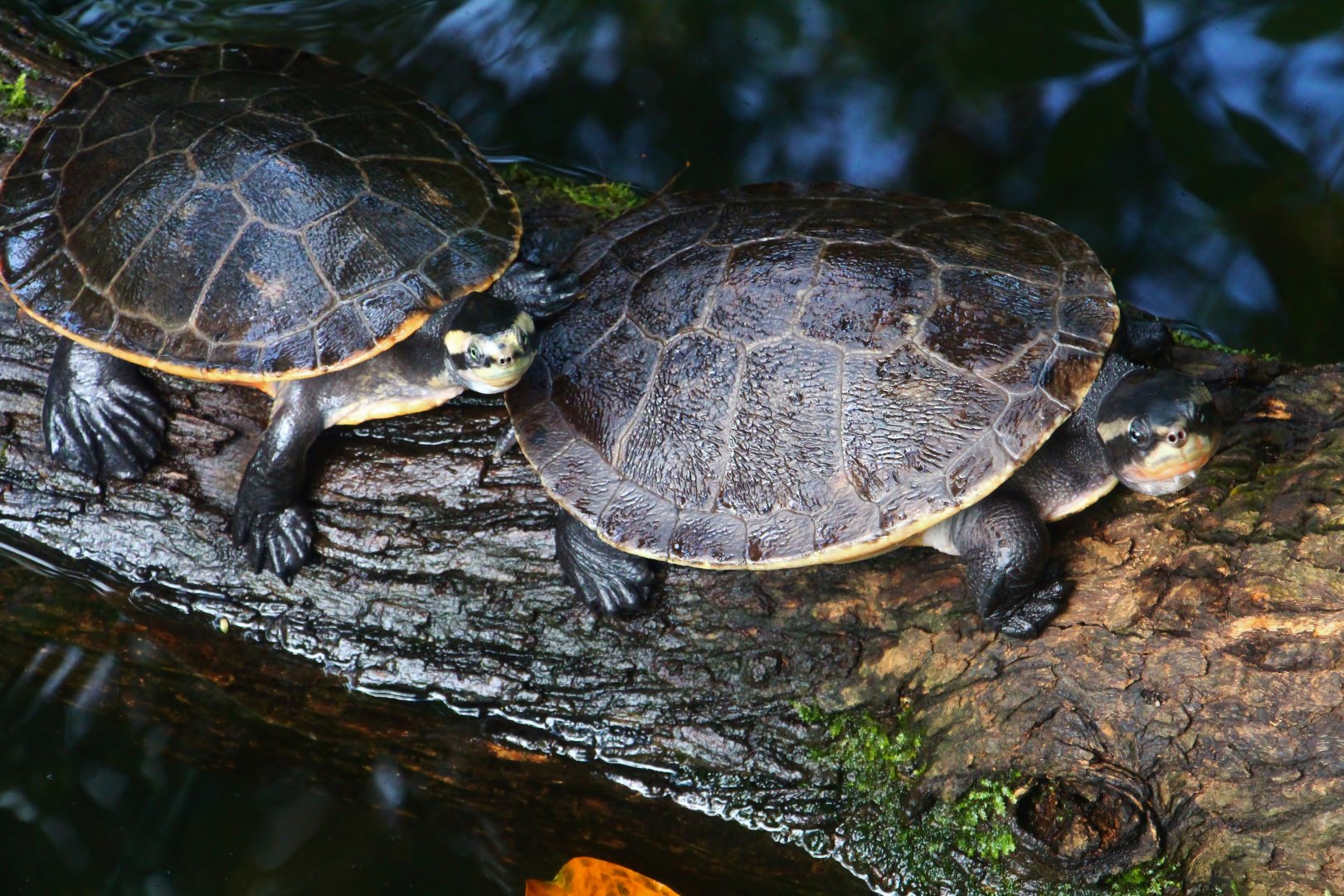 RepTopia - Red-bellied Short-necked Turtle (Emydura subglobosa)