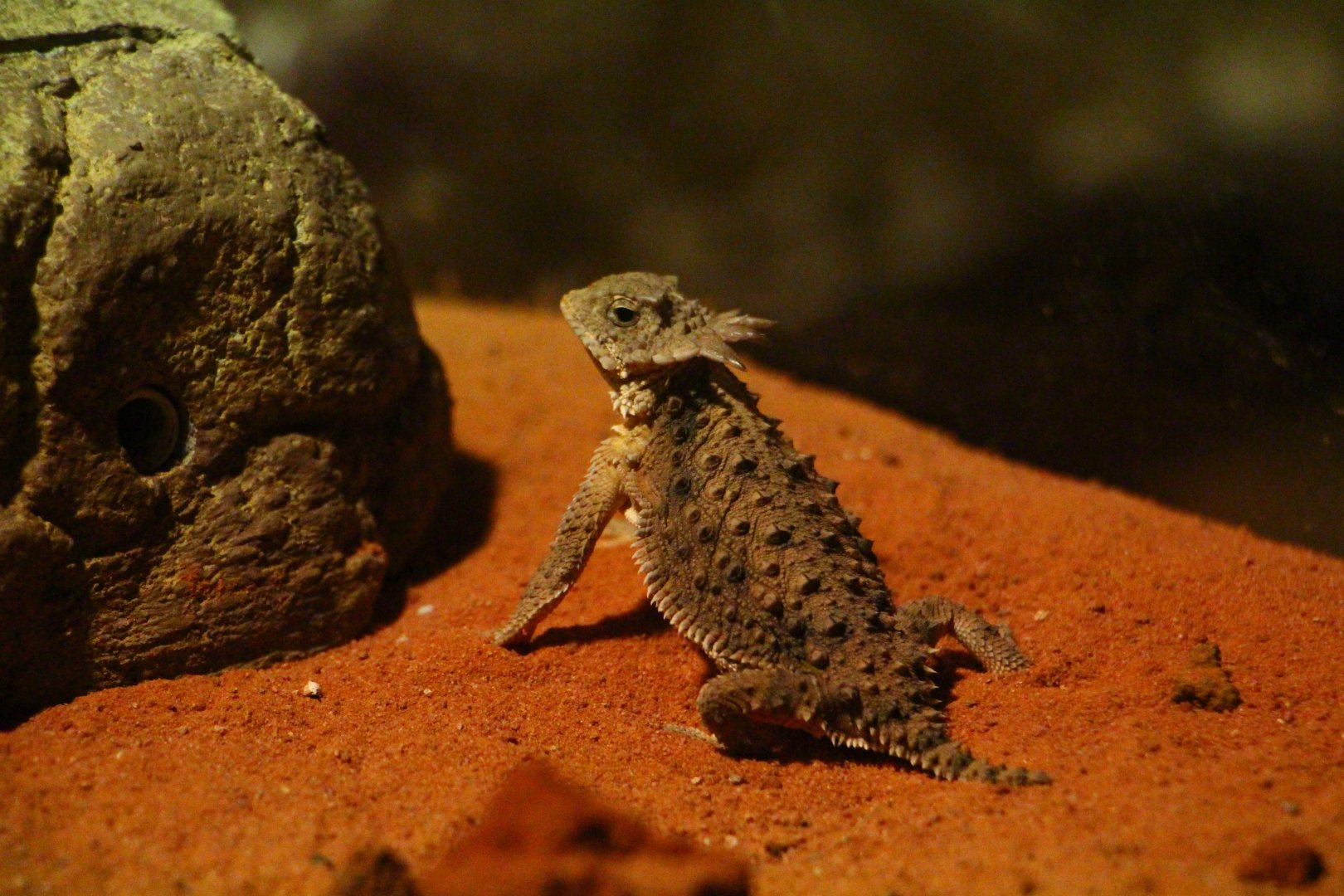 RepTopia - Regal Horned Lizard