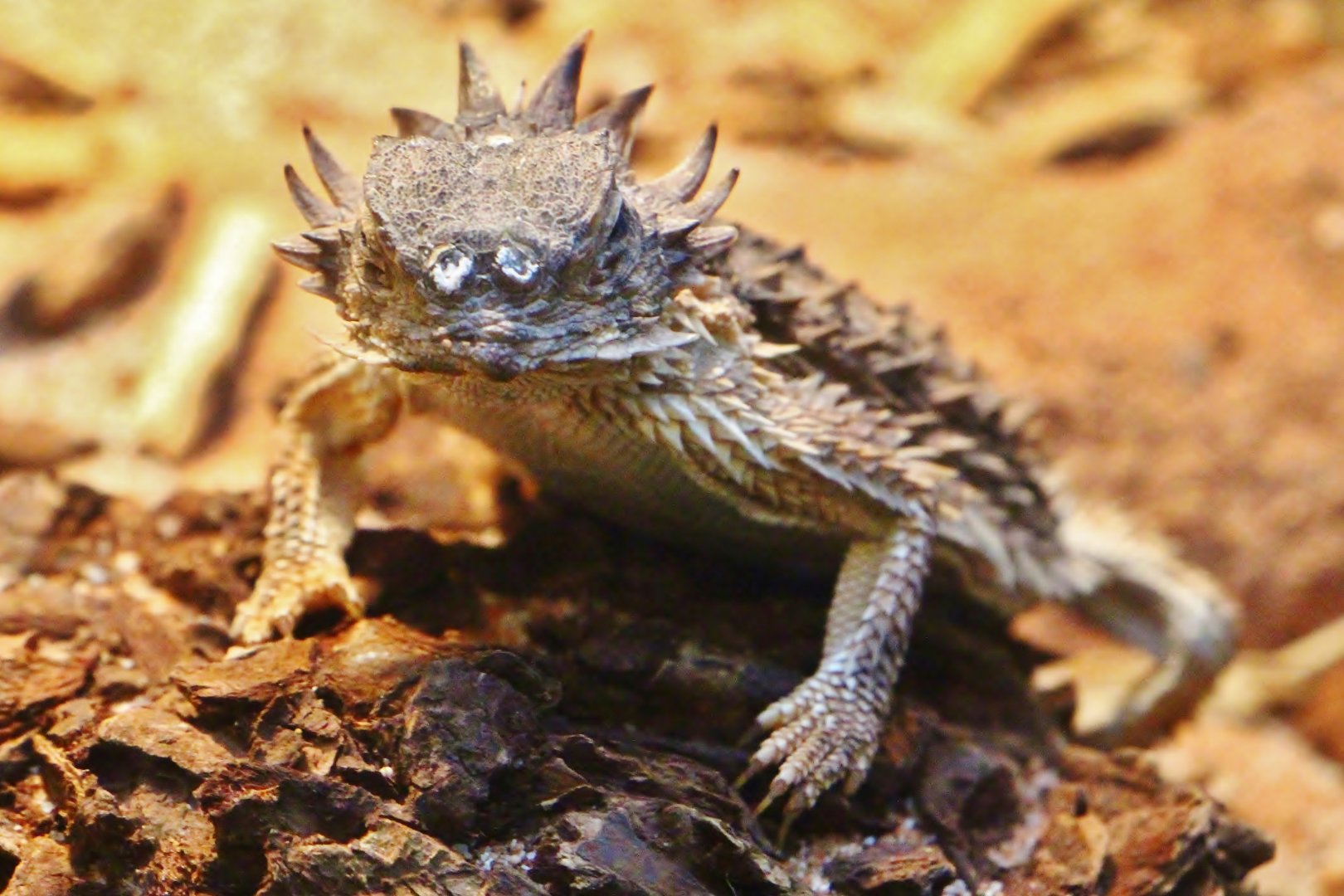 RepTopia - Regal Horned Lizard
