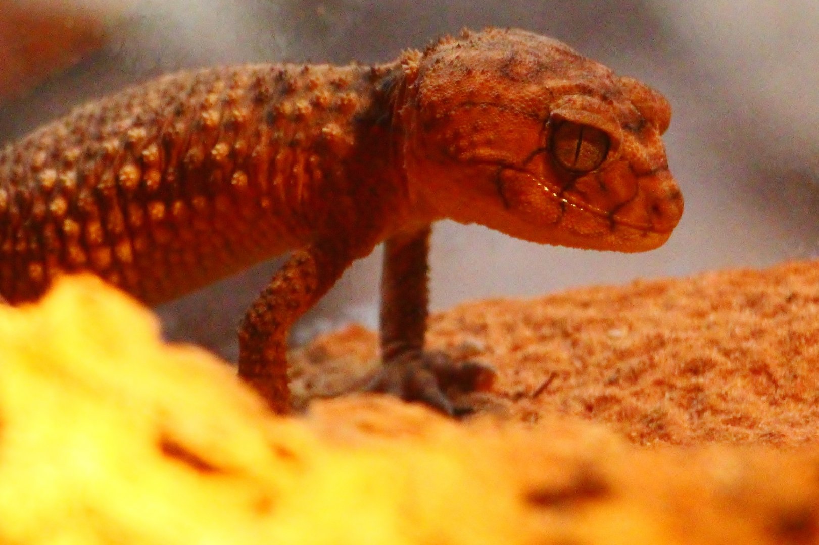 RepTopia - Rough Knob-tailed Gecko (Nephrurus amyae)