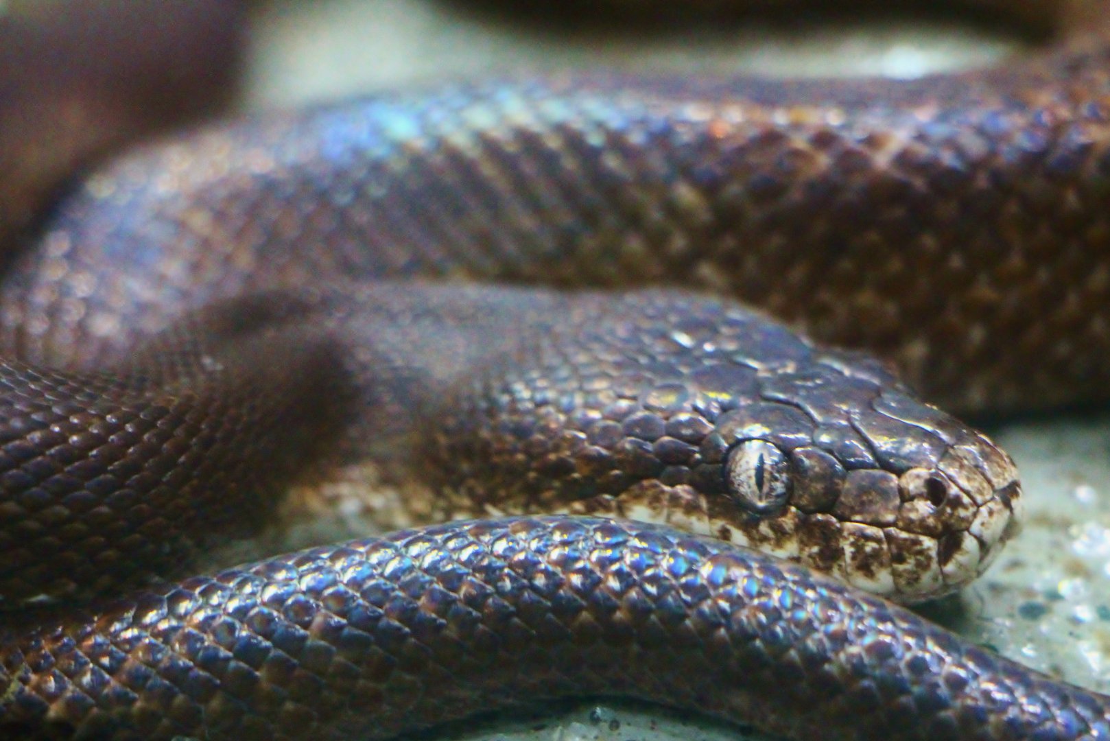 RepTopia - Savu Island Python