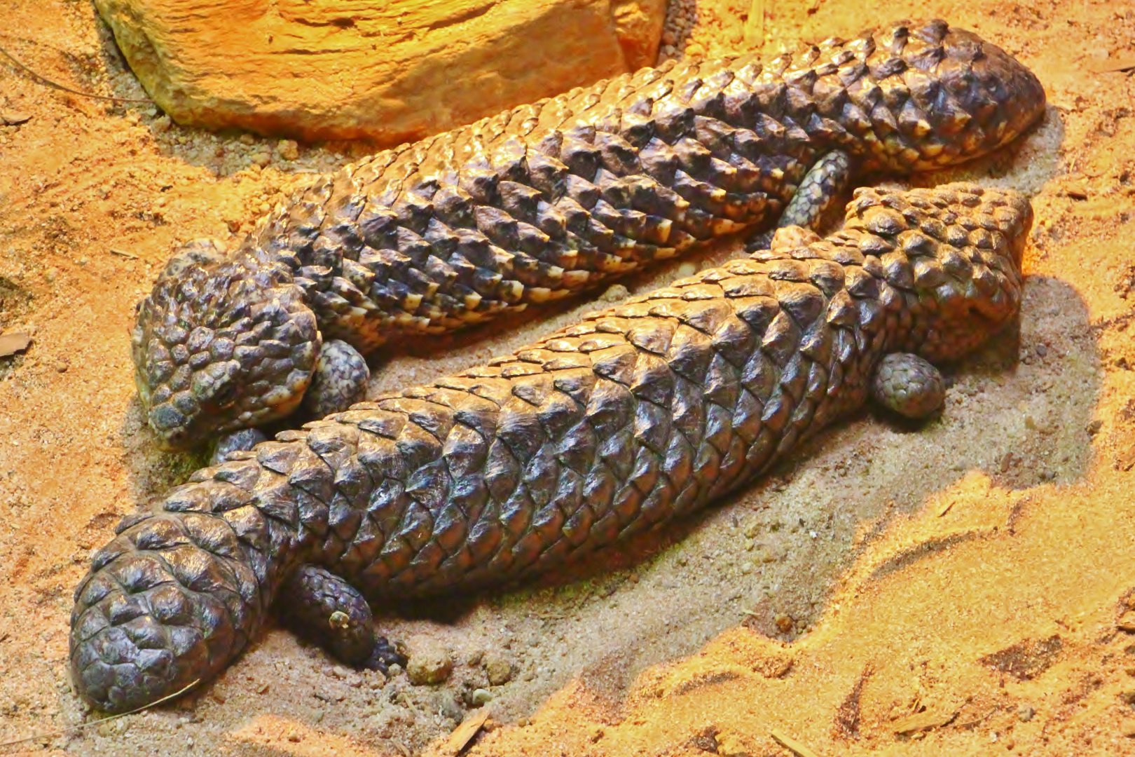 RepTopia - Shingleback Skink
