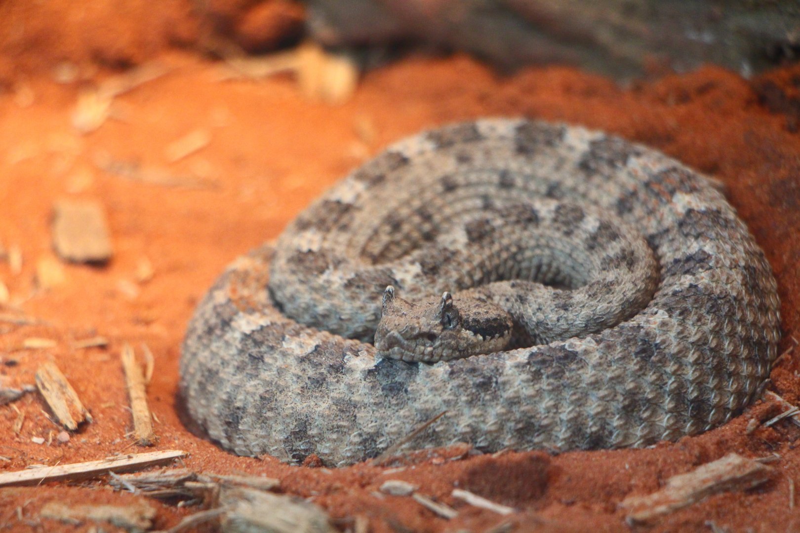 Reptopia - Sidewinder