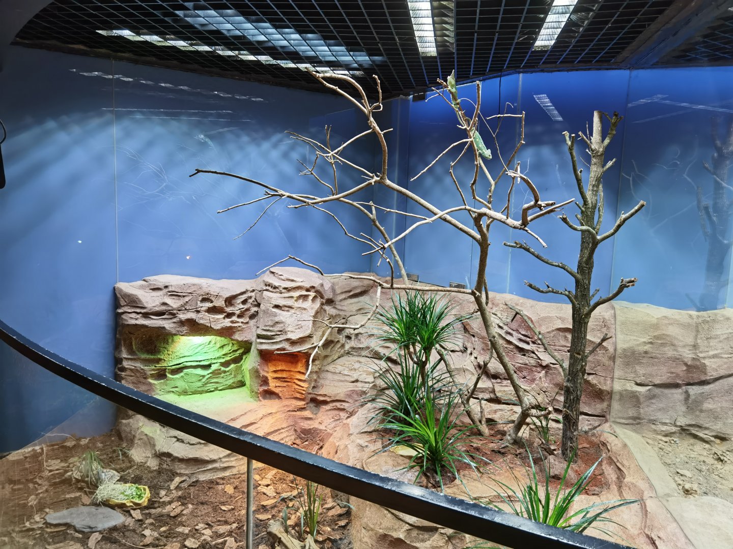 Reptopia- Veiled chameleon exhibit