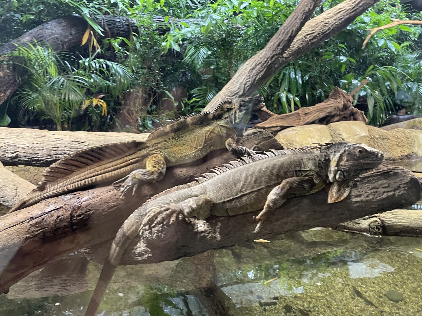 Reptopia - Water Sailfin Lizard & Green Iguana