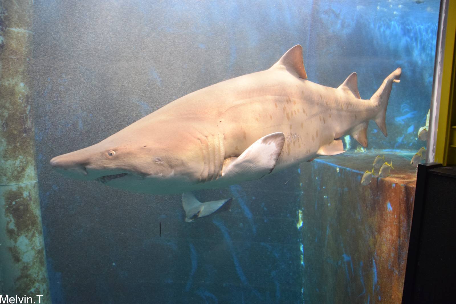 Requin-taureau / Sand tiger shark  (Carcharias taurus)