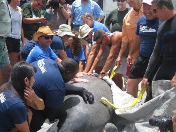 Rescue and Rehabilitation of Florida Manatees