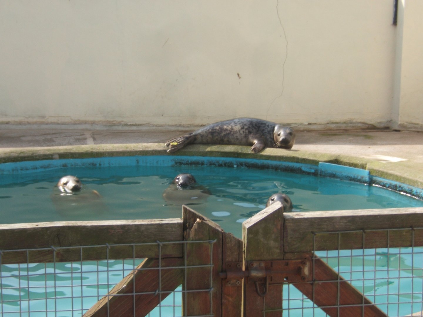 Rescue Common Seals 23/04/2019