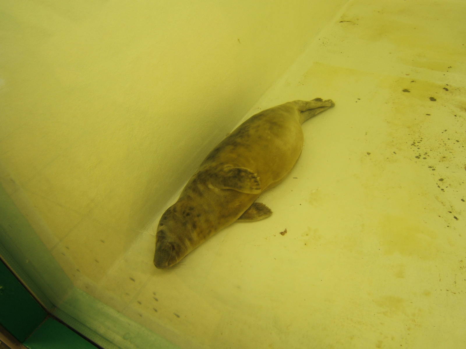Rescue Grey Seal pup