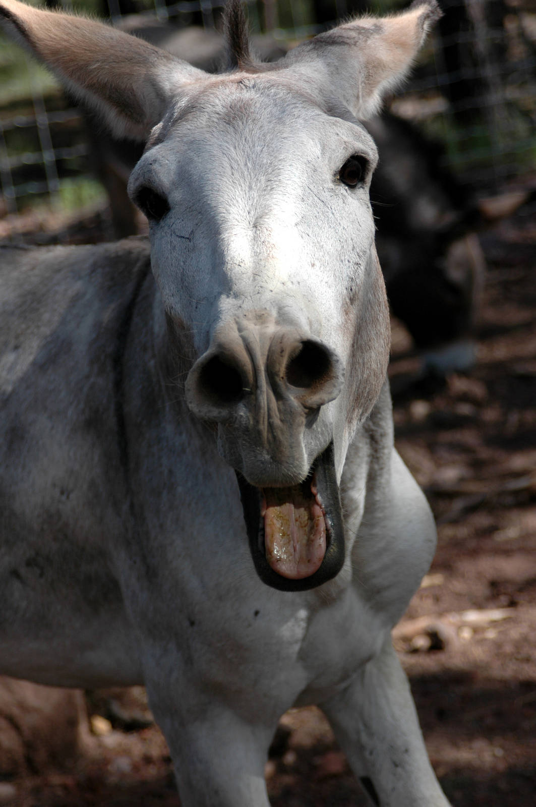 Rescued American Burro