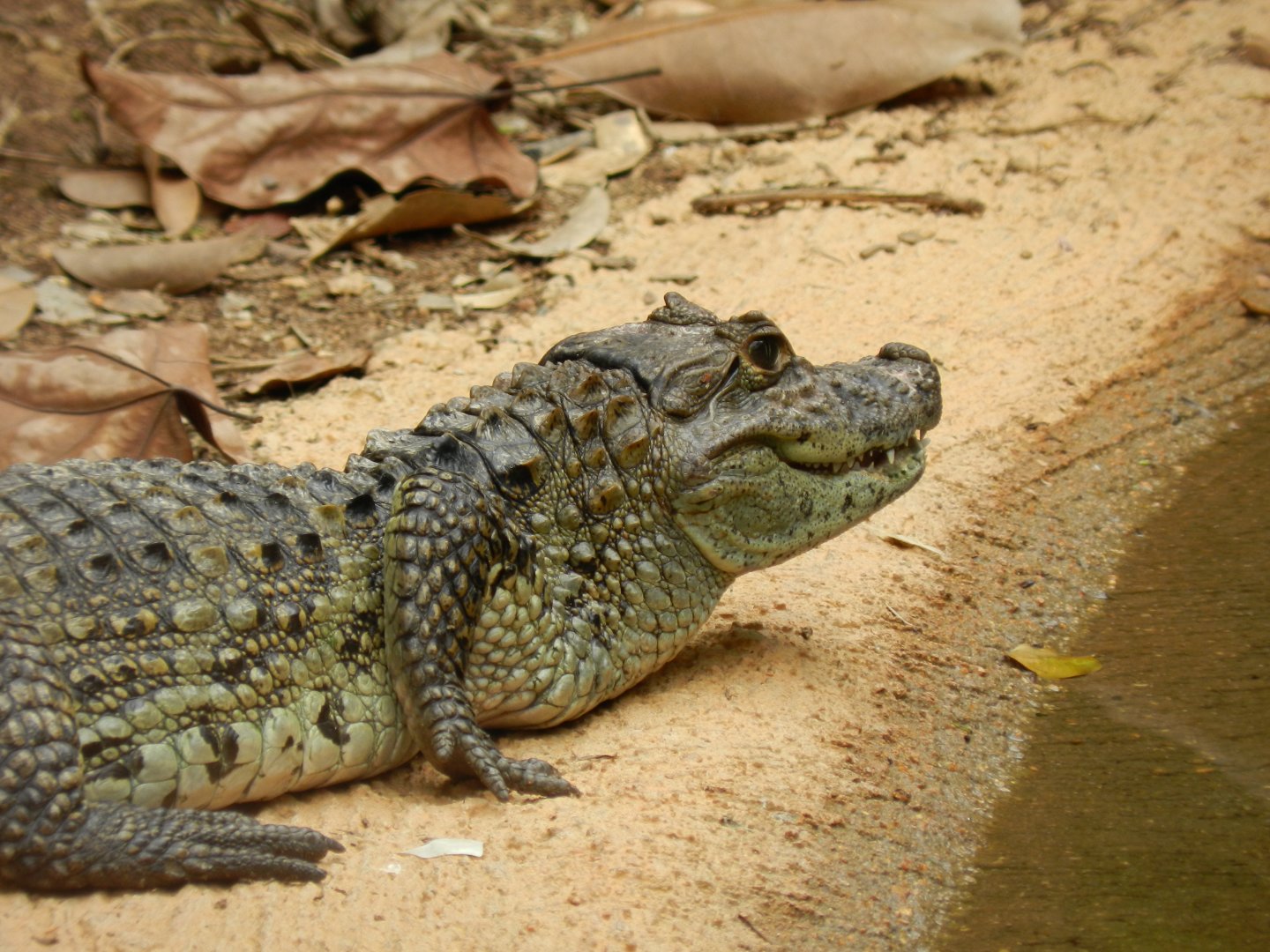 Rescued baby broad-snouted-caiman - Belo Horizonte zoo