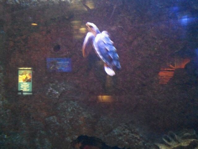 Rescued baby Loggerhead sea turtle