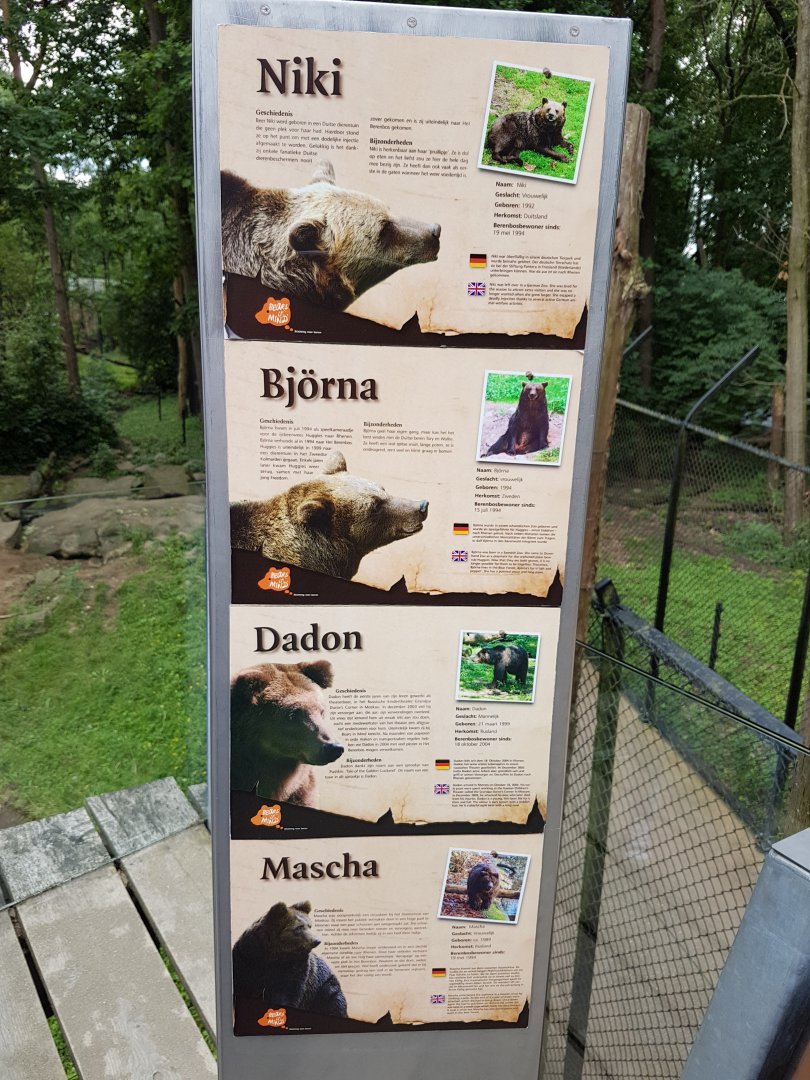 Rescued bears living in Bear-forest