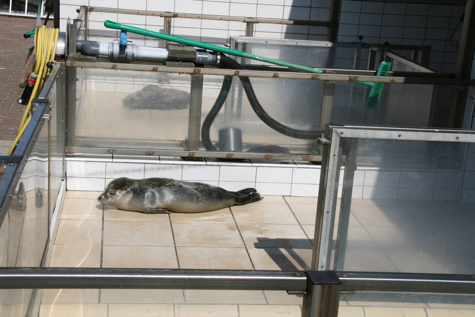 Rescued common seal pup