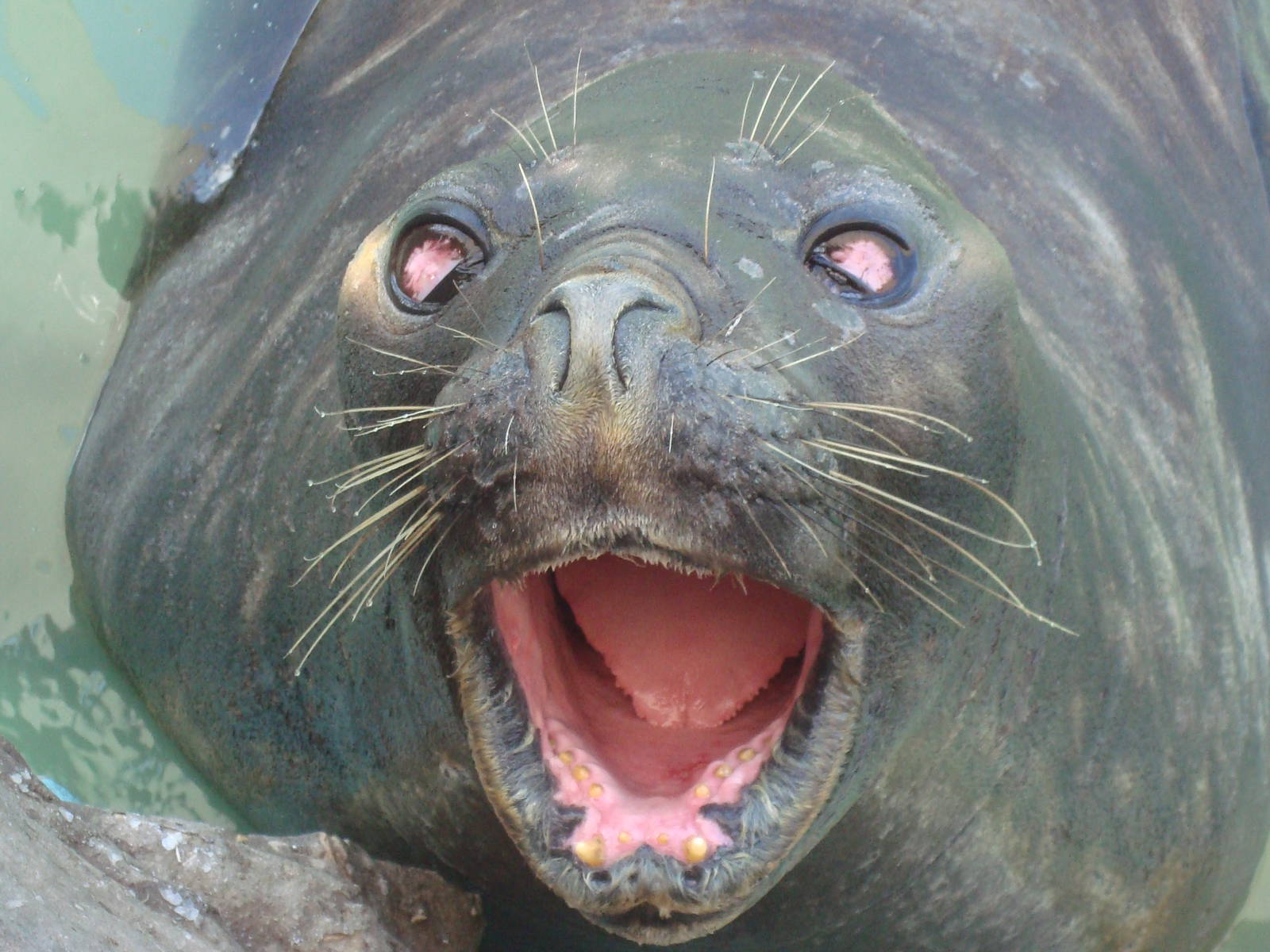 Rescued Elephant Seal close-up