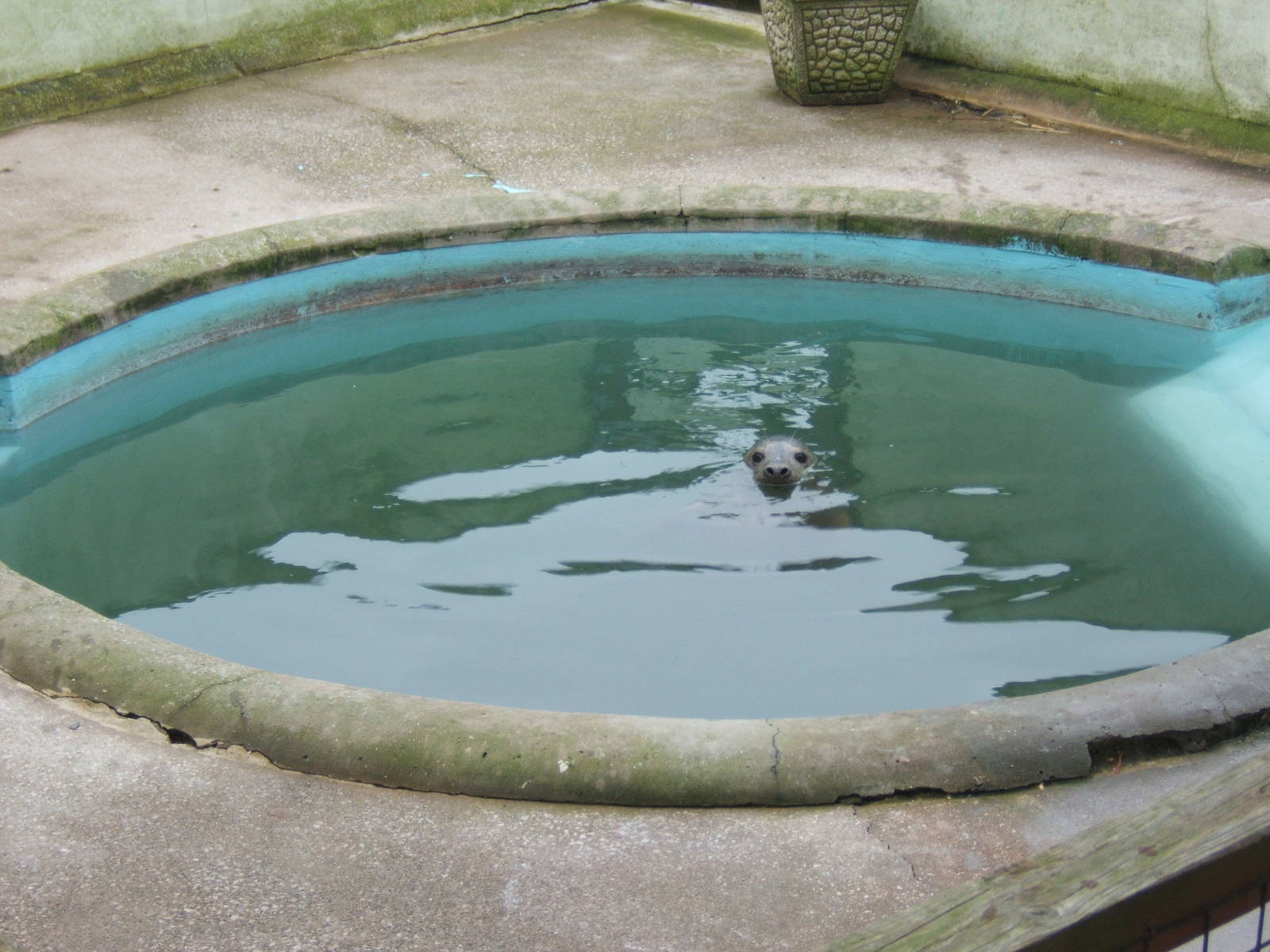 Rescued Grey Seal pup