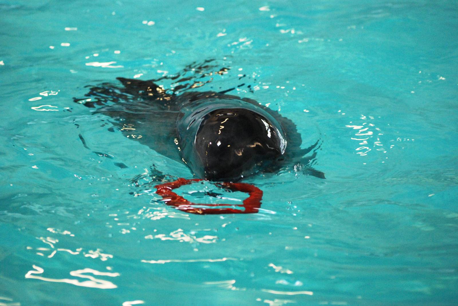 Rescued Harbour Porpoise at Harderwijk, 01/06/12