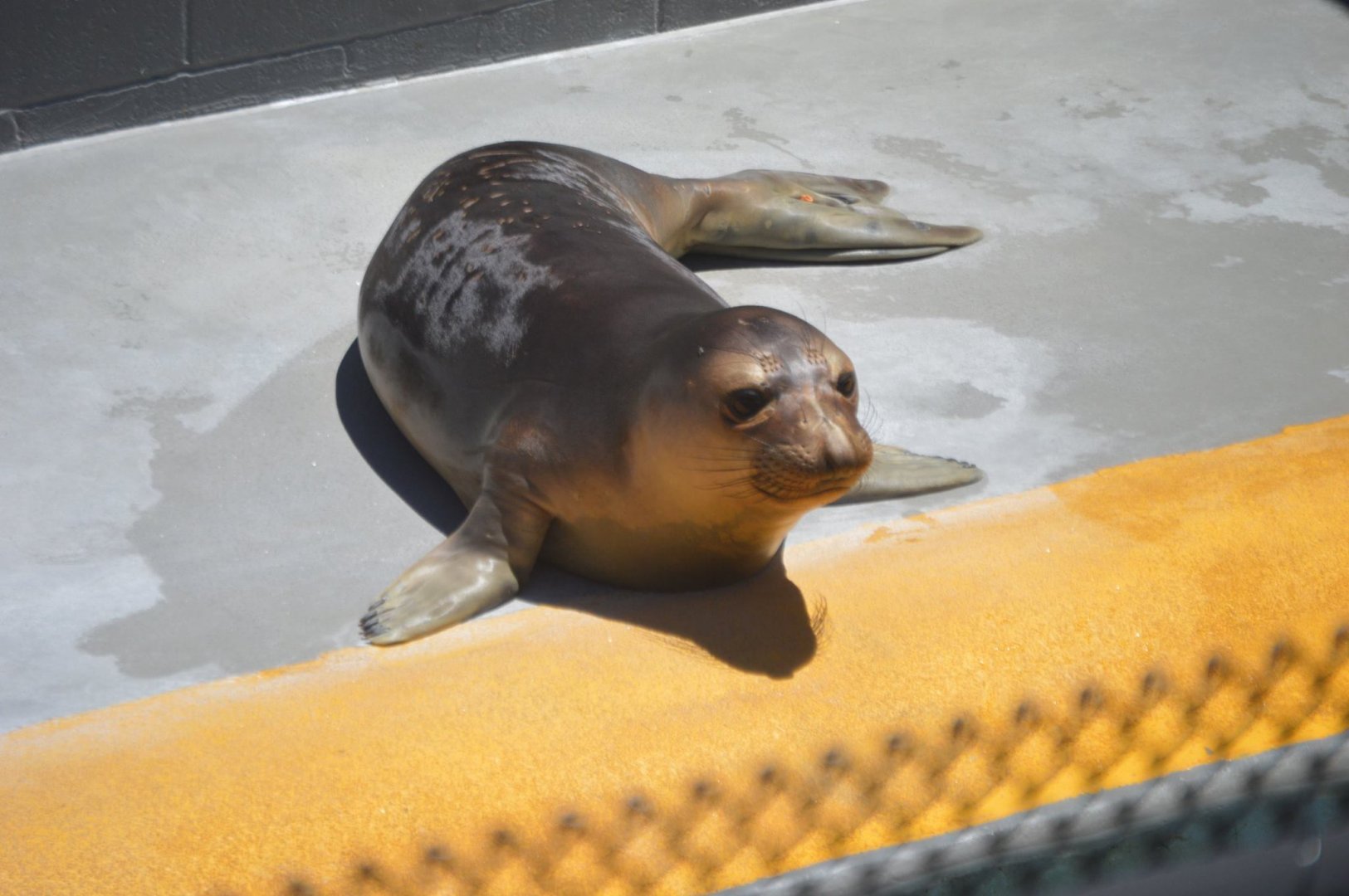 Rescued juvenile Mirounga angustirostris