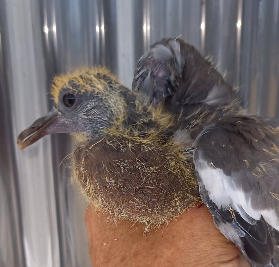 Rescued juvenile Wood pigeon