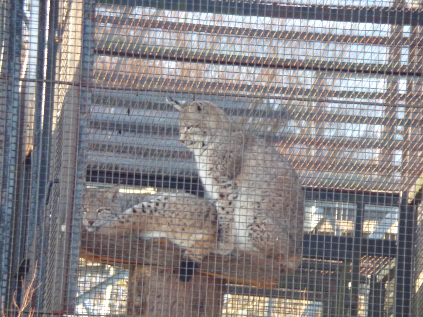 Rescued lynxes (now at HWP) 1.3.25