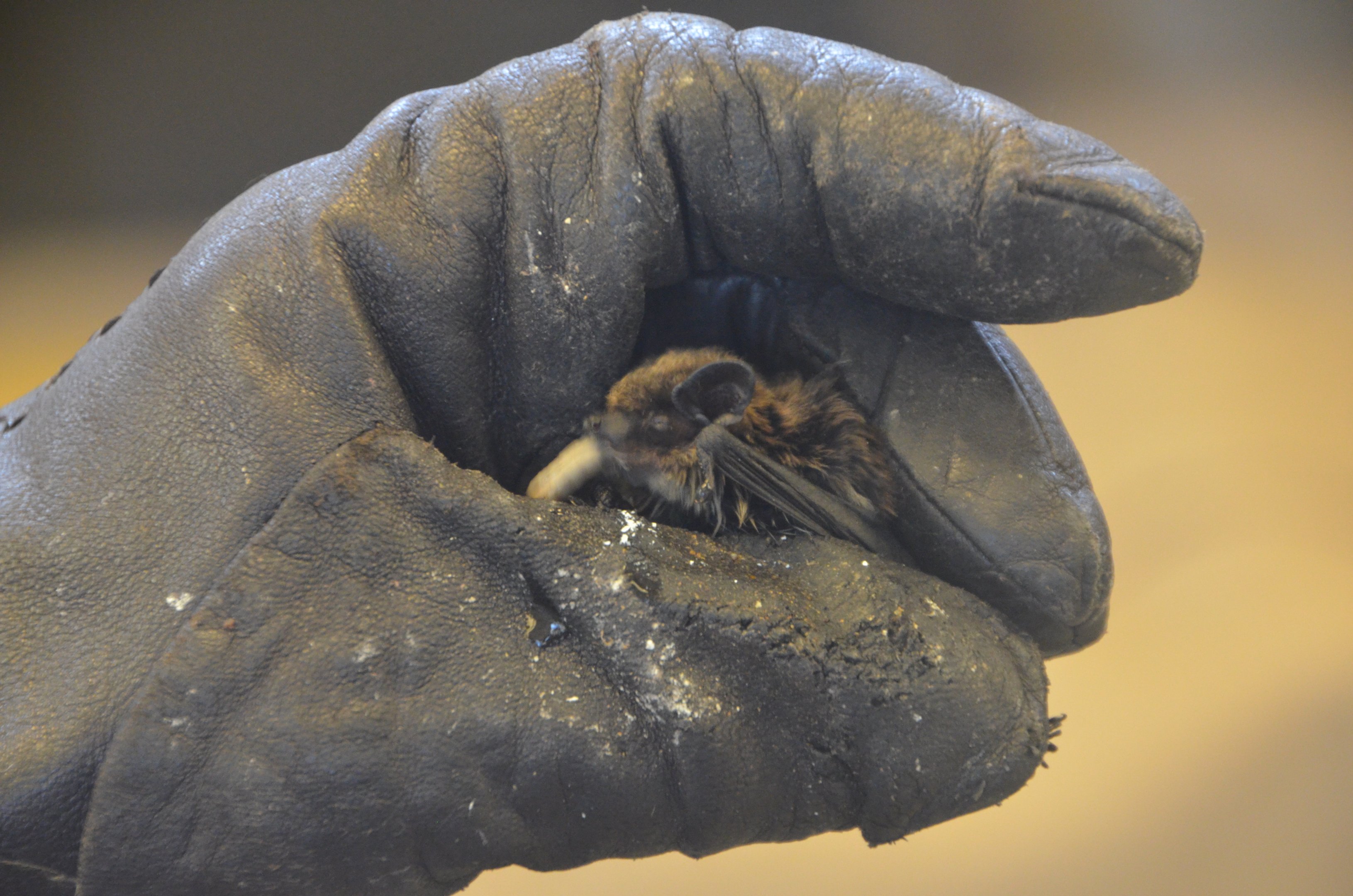 Rescued Nathusius' Pipistrelle at Budapest, 08/03/16