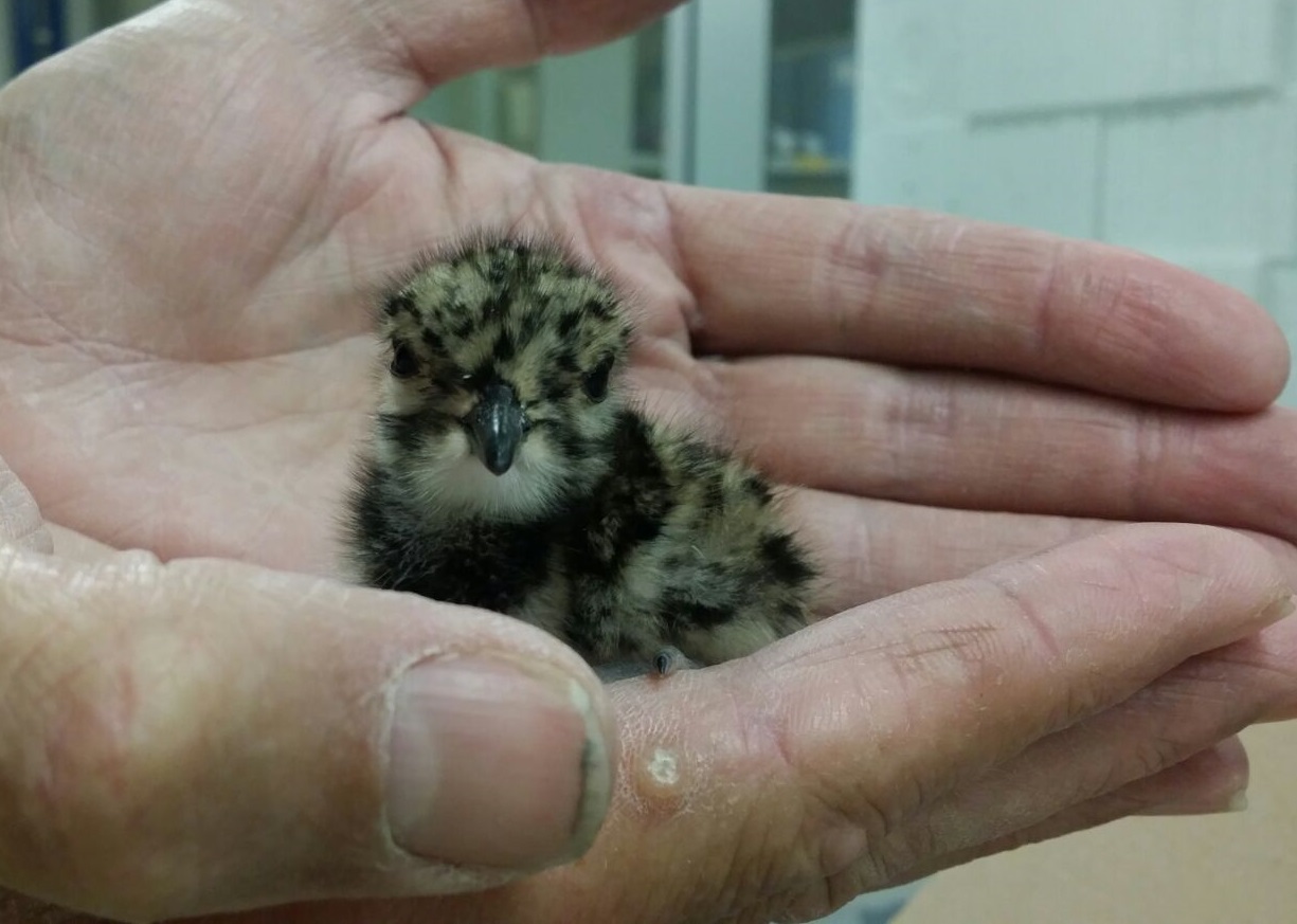 Rescued Northern lapwing-chick