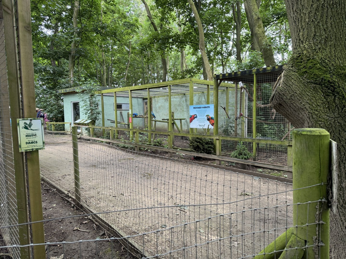 Rescued Parrots at Bridlington Animal Park (July 2024)