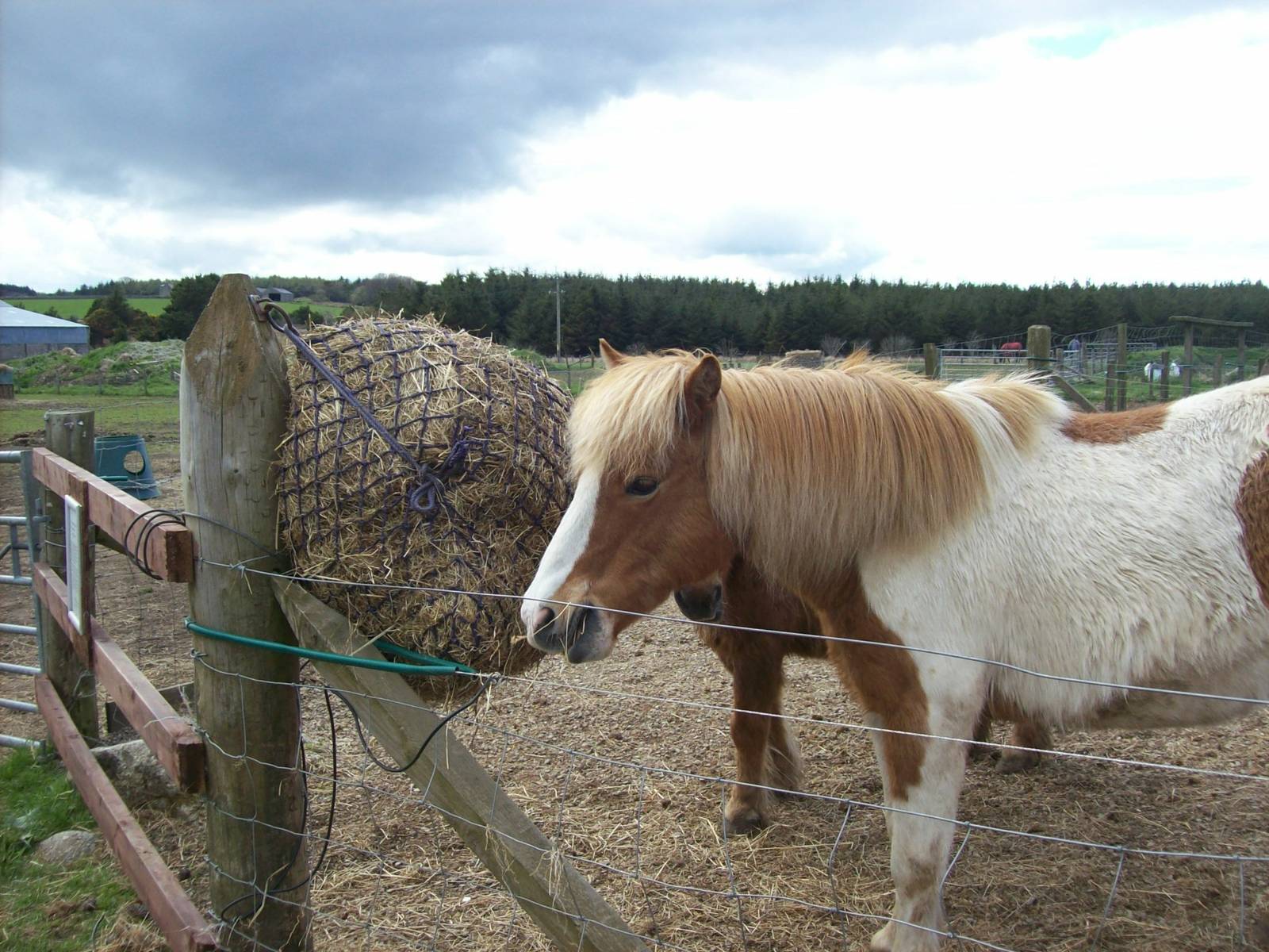 rescued pony at willows wildlife sanctuary