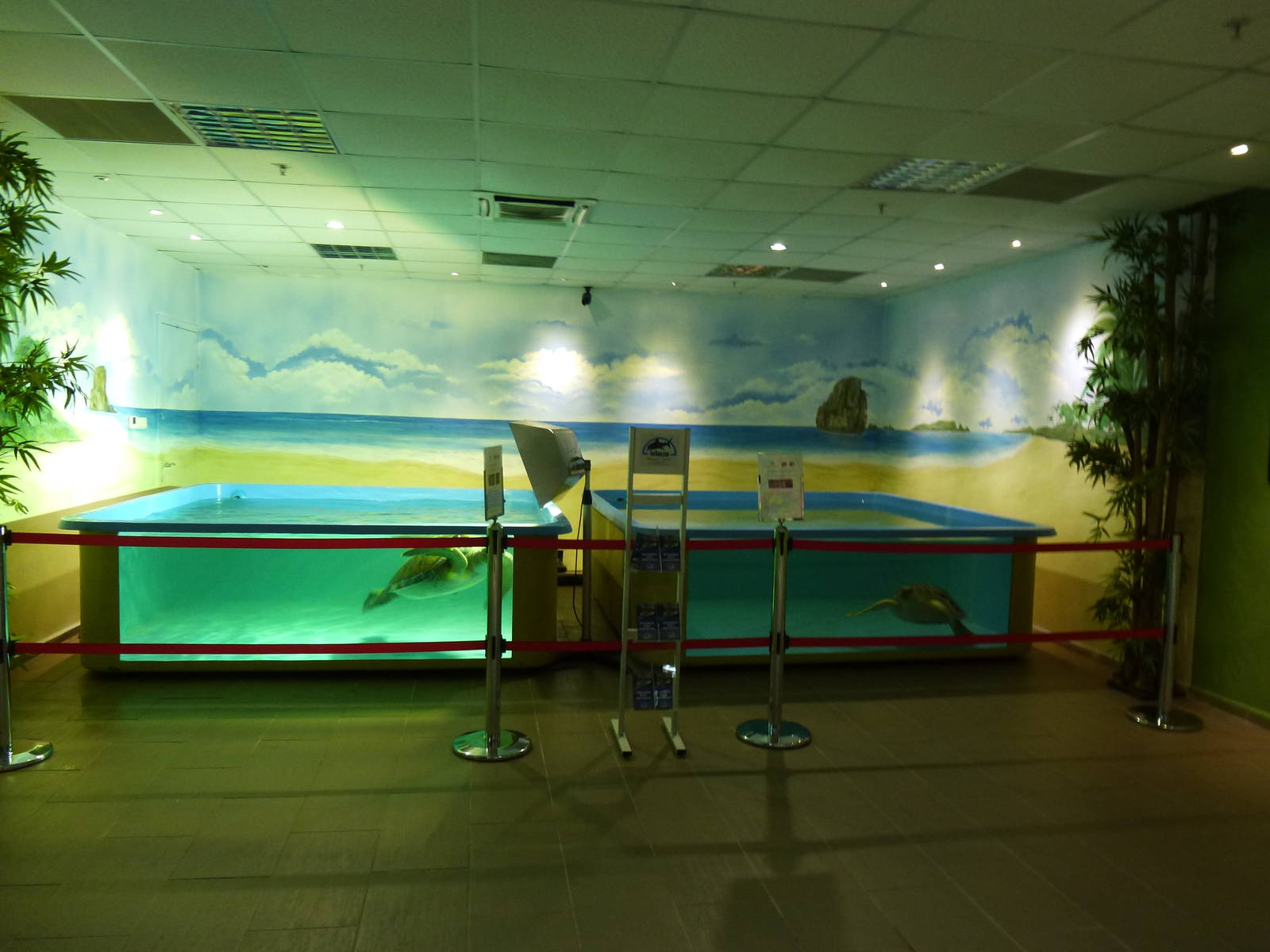 Rescued sea turtle tanks, June 2013.